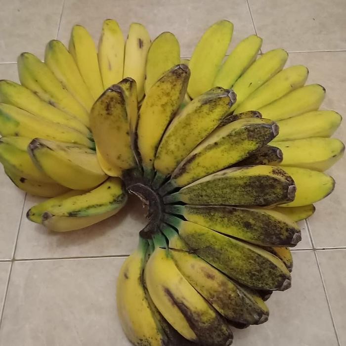 

Pilihan- Buah Segar Pisang Kepok Super Per 1 Sisir