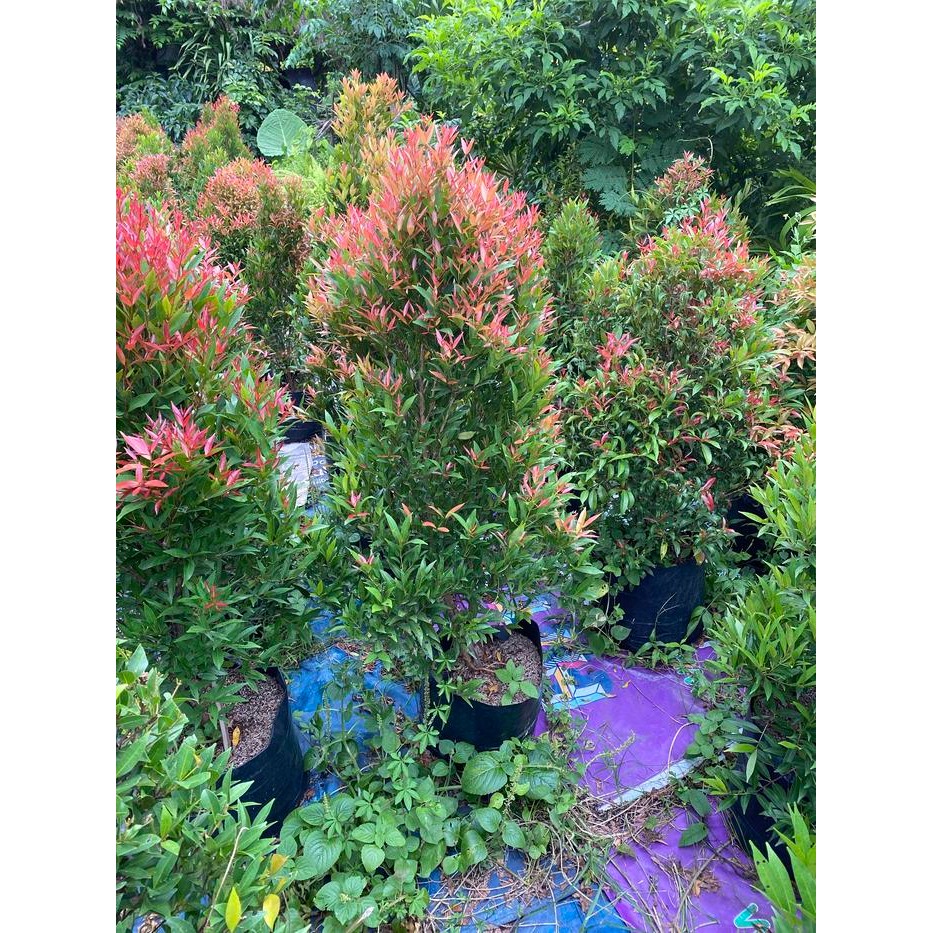 Pucuk Merah 1,5 Meter