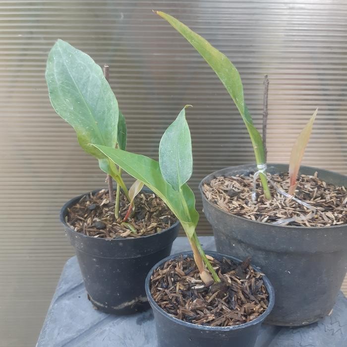 anthurium paketan ( 6 pohon ) obor dan black dragon. murce