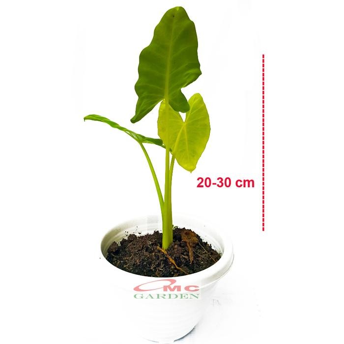 Jual Tanaman Hias Keladi Sente Besar Hijau Bibit Kuping Gajah Talas 2030