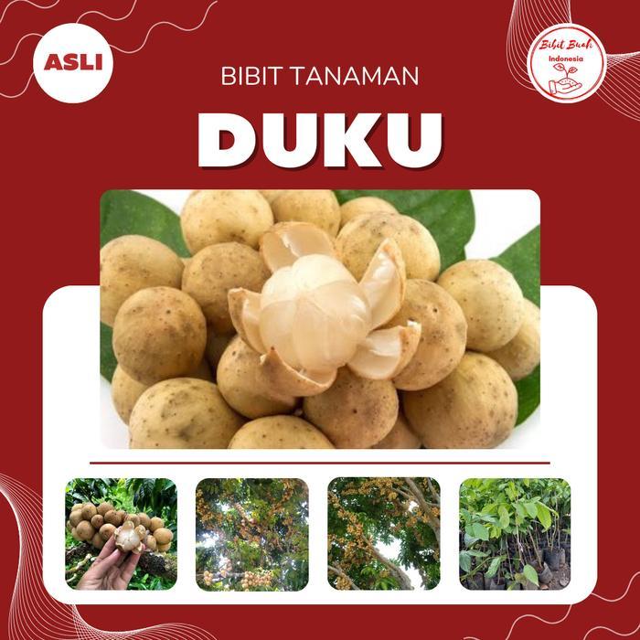 Bibit Buah Duku Berkualitas No. 1
