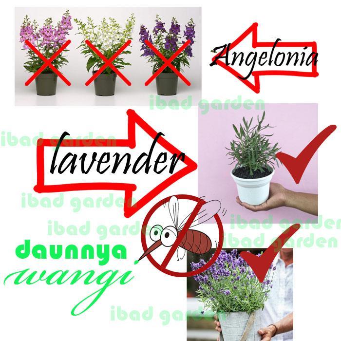 BIBIT F1 TANAMAN BUNGA LAVENDER ASLI / LAVANDULA ANGUSTIFOLIA HIDCOTE