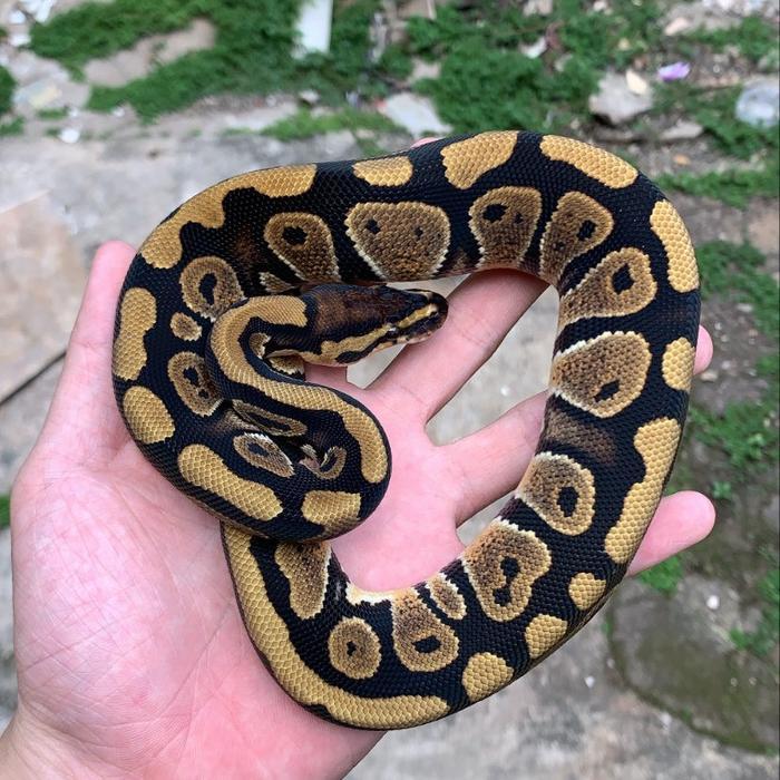 ball python normal het pied jinak