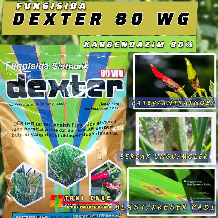 Fungisida DEXTER 80 WG atasi Patek dan moler bawang