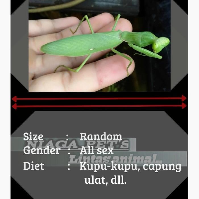 TERMURAHH belalang sembah hijau (green praying mantis)