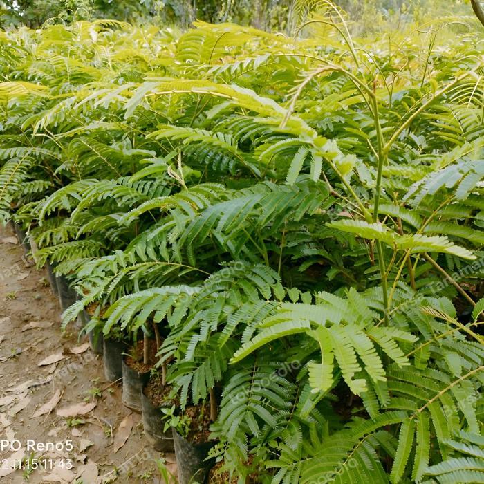 Bibit Tanaman Lamtoro / Petai China