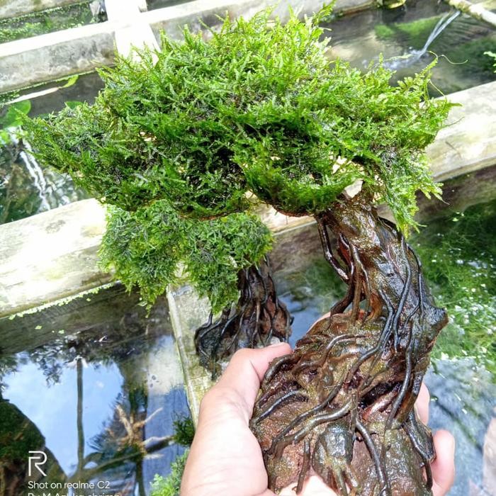 

bonsay tanaman akuascep