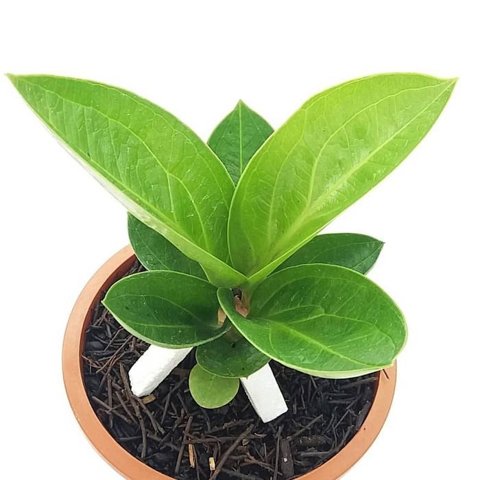 

Tanaman hias anturium jemani cobra + pot