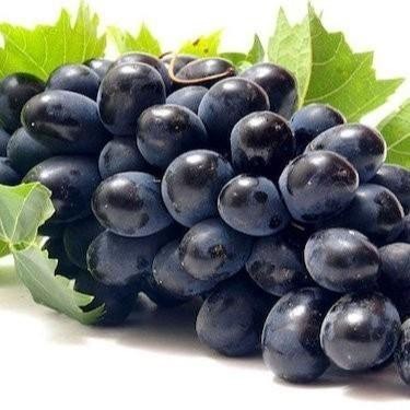 

Promo Ab Mix Nutrisi Hidroponik Buah Anggur Agrifam 5 Liter Termurah