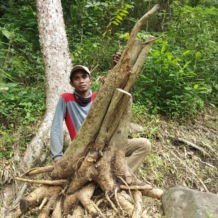 Jlterang Bahan Bonsai Serut Dongkelan Jumbo Berkarakter