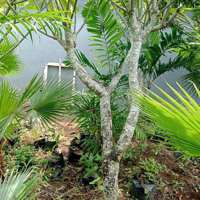 BERGARANSI kamboja bali kuning pohon