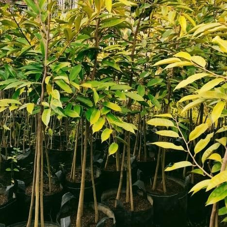TERBARU bibit durian oche kaki 3 Tinggi 2meter up