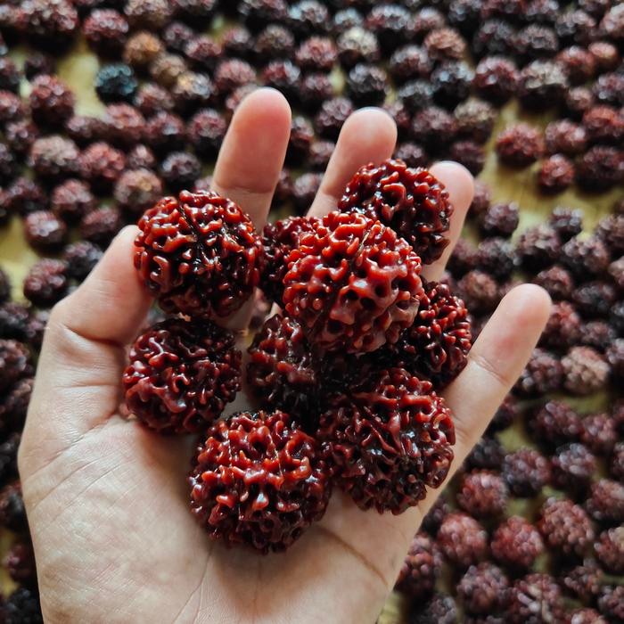 SIAPKIRIM Jenitri mukhi 6 7 8 9 rudraksha 1kg READY STOCK