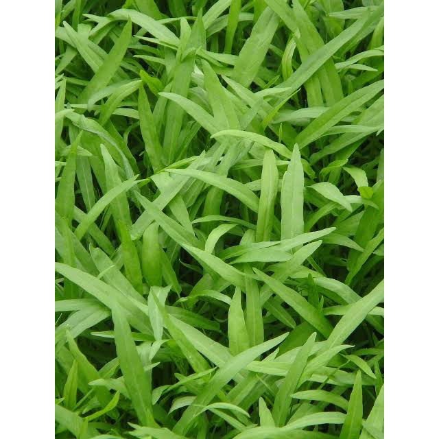 Terlaris - 500 Bibit Benih Kangkung Air Hidroponik