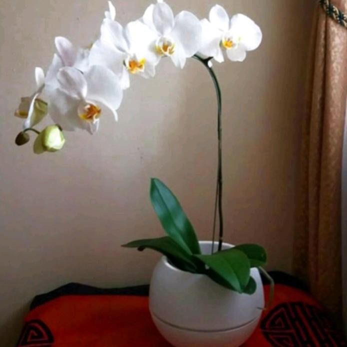 Bunga anggrek bulan putih