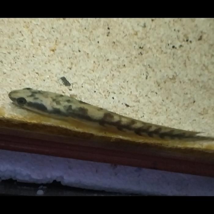 CHANNA YELLOW SENTARUM