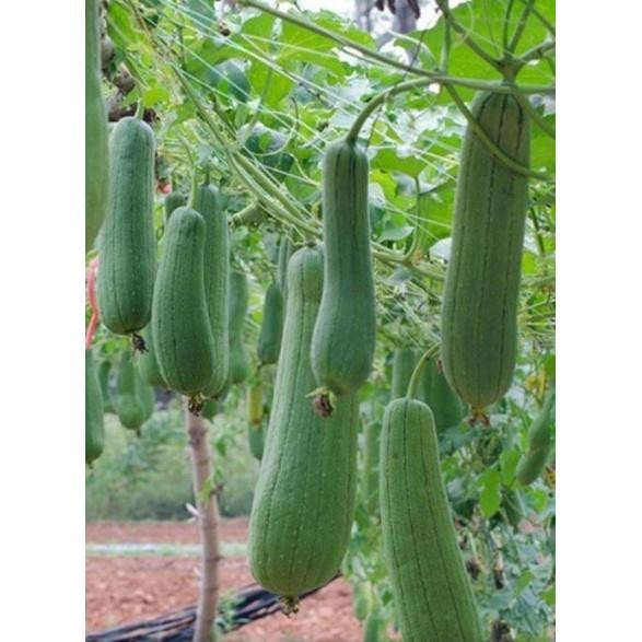 ID BENIH BLUSTRU LOOFAH PETOLA LUFFA ISI 1 BIJI