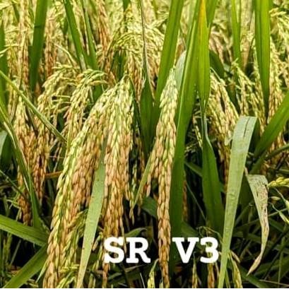 BENIH PADI SR-V3 5KG TERBARU