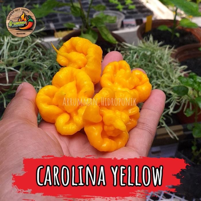 [ Biji Cabe Import Carolina Reaper Yellow Super Pedas isi 10 butir ]