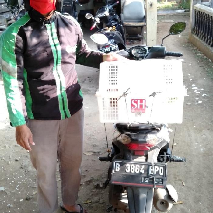 Kelinci hias Rex bulu karpet anakan sepasang (21).