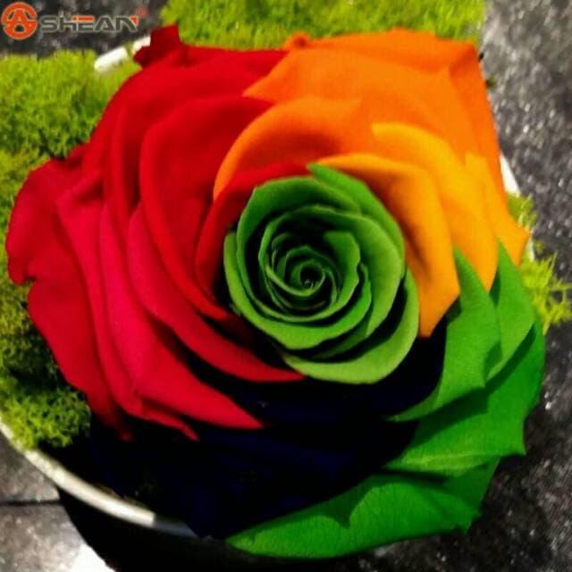 Biji Bunga Mawar Crazy Rainbow Rose