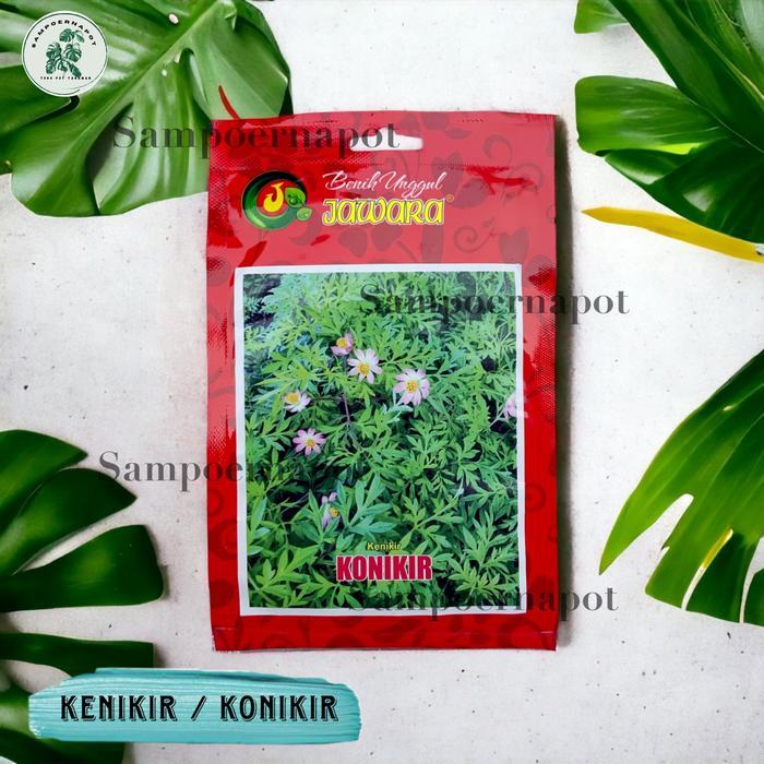 Benih Bibit Kenikir Konikir Benih Unggul Jawara - DAUN KENIKIR KONIKIR