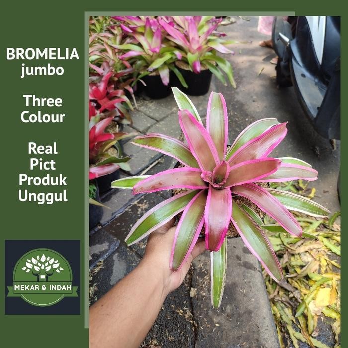

tanaman bromelia tricolour JUMBO