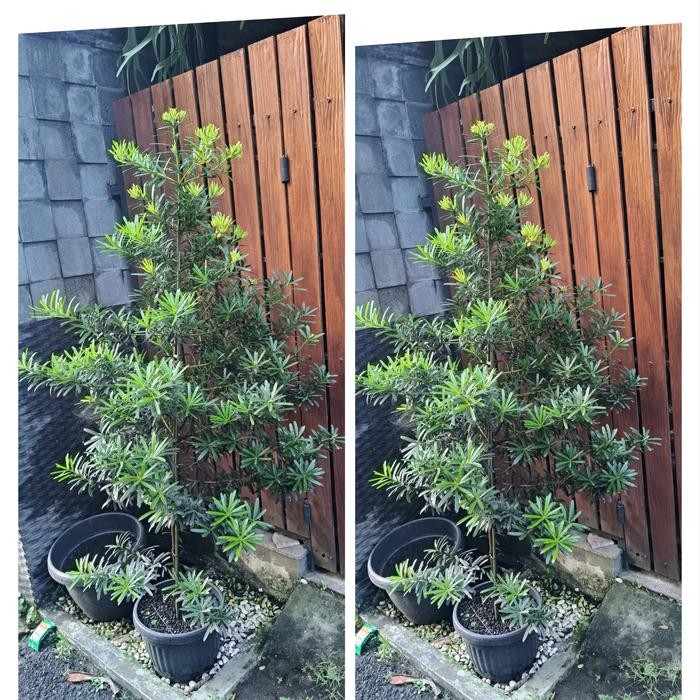 PROMO tanaman Lo Han Sung tinggi 1.7 m