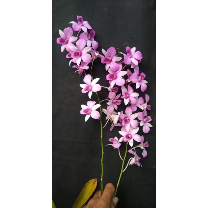 PROMO anggrek dendrobium mantangai dewasa serumpun