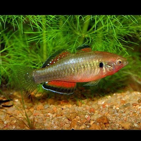 Hypseleotris Compressa Empire Gudgeon