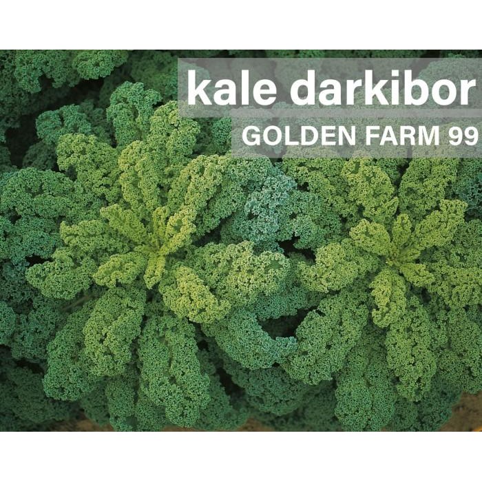 Benih KALE Darkibor Bejo seed - Import