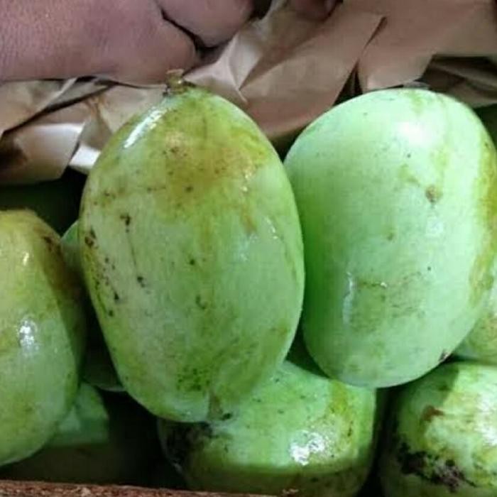 

Pilihan- Mangga Muda, Cocok Untuk Rujak, Asinan 500Gr