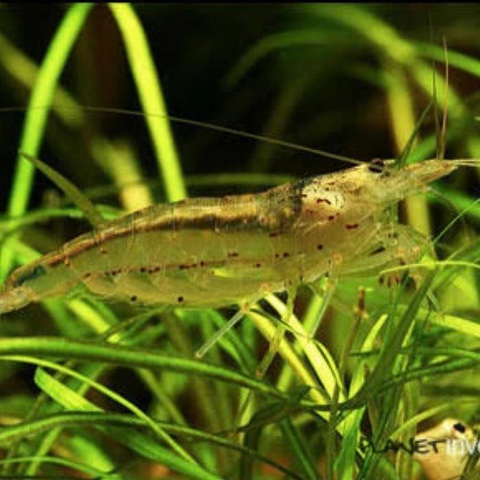 TERLARIS udang amano sulawesi READY STOCK