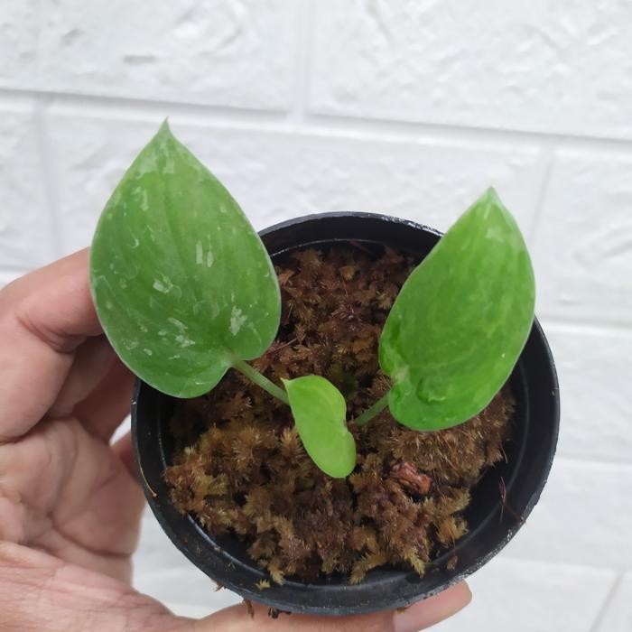 ID SCINDAPSUS SILVERY ANN