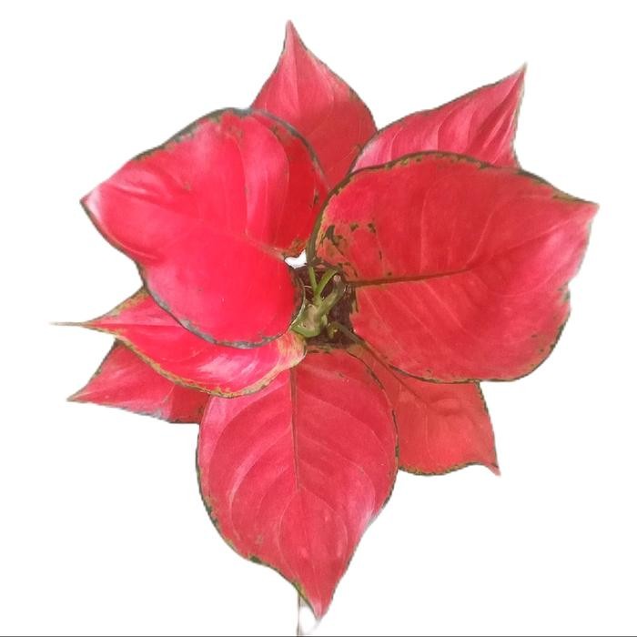 Benih bunga aglonema red anjamani super