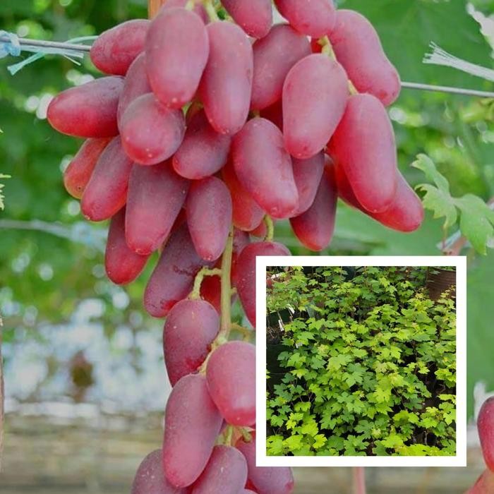 Ori! Bibit Anggur Dubovski Pink Grafting - Doboski Pink - Anggur Merah