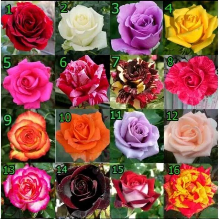 ( BISA COD ) PROMO Bunga Mawar Varian Warna Bunga Tanaman Hias Mawar Hidup / Bunga Hias Hidup Mawar