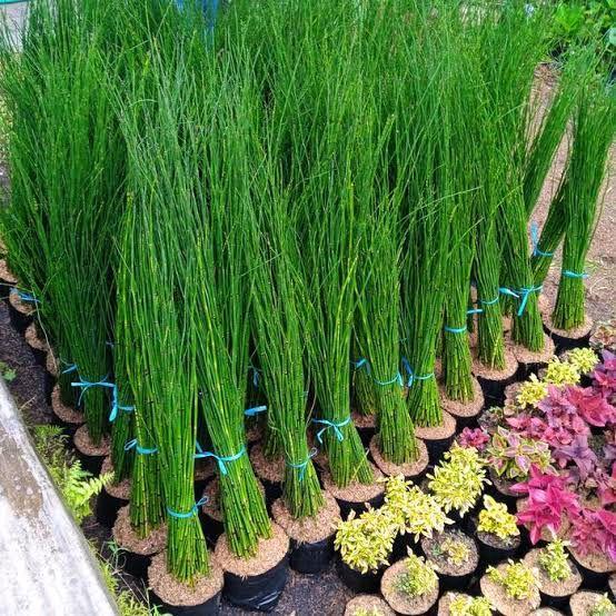 Ready Stok TANAMAN HIAS BAMBU AIR JEPANG PAGAR RIMBUN