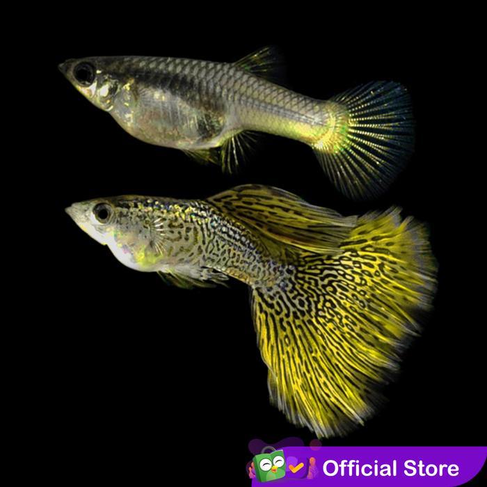 Guppy Yellow Lace / Ikan Hias Air Tawar Aquascape
