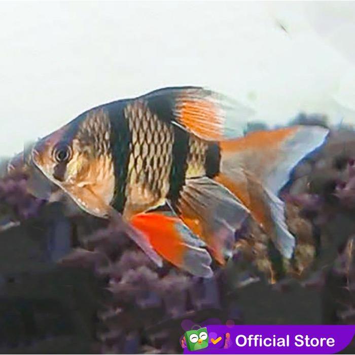 Sumatra Tiger Slayer / Tiger Barb Slayer / Ikan Hias Aquascape