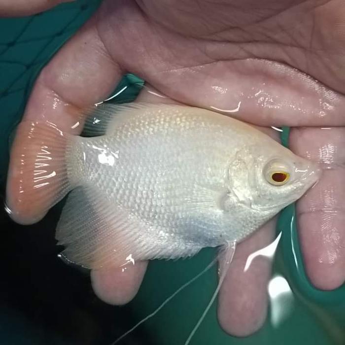 Vista - Kebutuhan Gurame Albino Mata Merah Thailand Import Tankmate