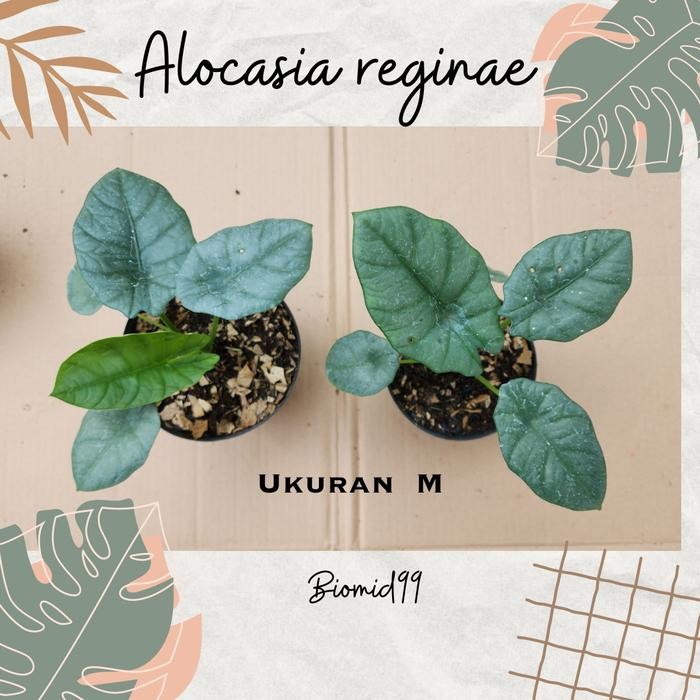 

Tanaman hias Alokasia Alocasia reginae ukuran M