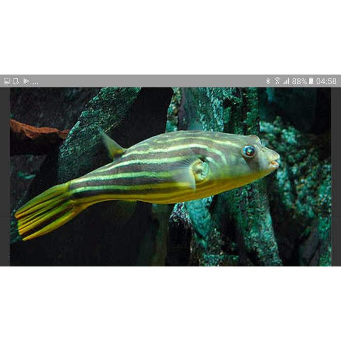 Jlterang Fahaka Puffer (Buntal Fahaka) -+5Cm