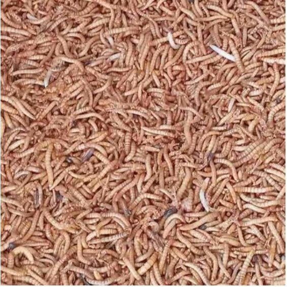 Ulat Hongkong Hidup untuk Pakan Burung