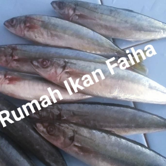 Pilihan- Ikan Kembung Layang Segar Beku