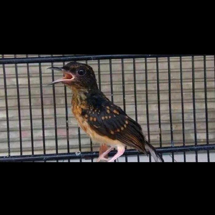 burung murai batu Medan trotol jantan