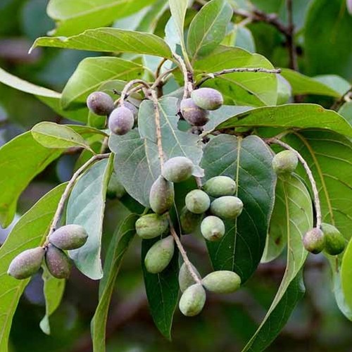 Flash Sale - 6 Bibit Benih Buah Mojokeling