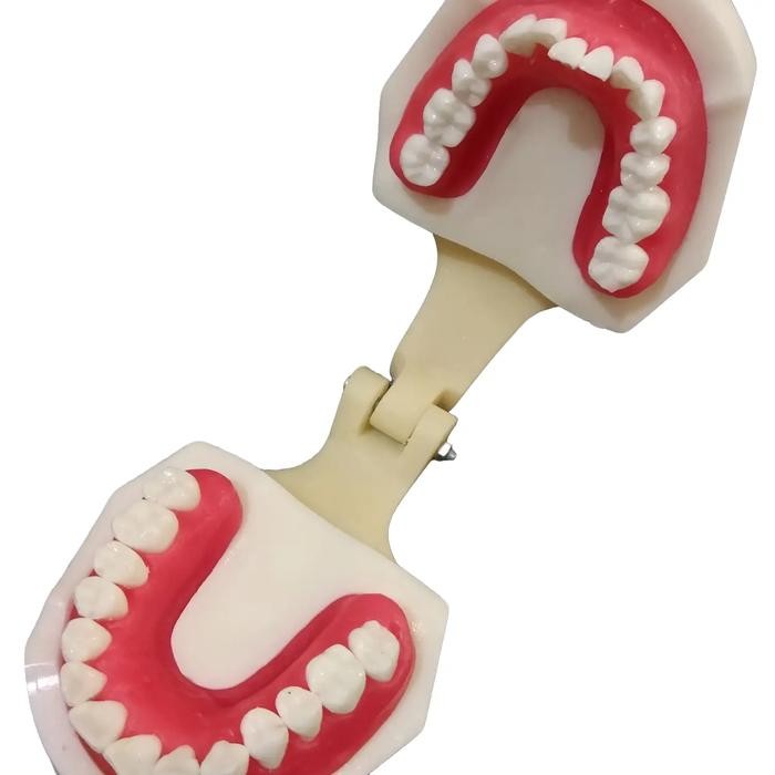 Terlaris Model Gigi Pelatihan Ortho Wax Dental study model typodont orthodontic Gusi SALE