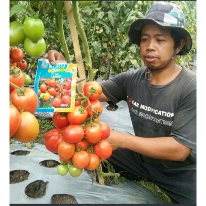 Maknyuss1 Benih Tomat Latansa F1 Buah Besar Dan Bobot Free Souvenirt
