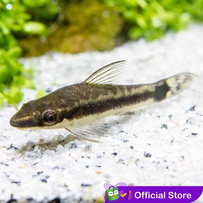 t00e- Otocinclus Affinis / Pemakan Alga / Ikan Hias Air Tawar